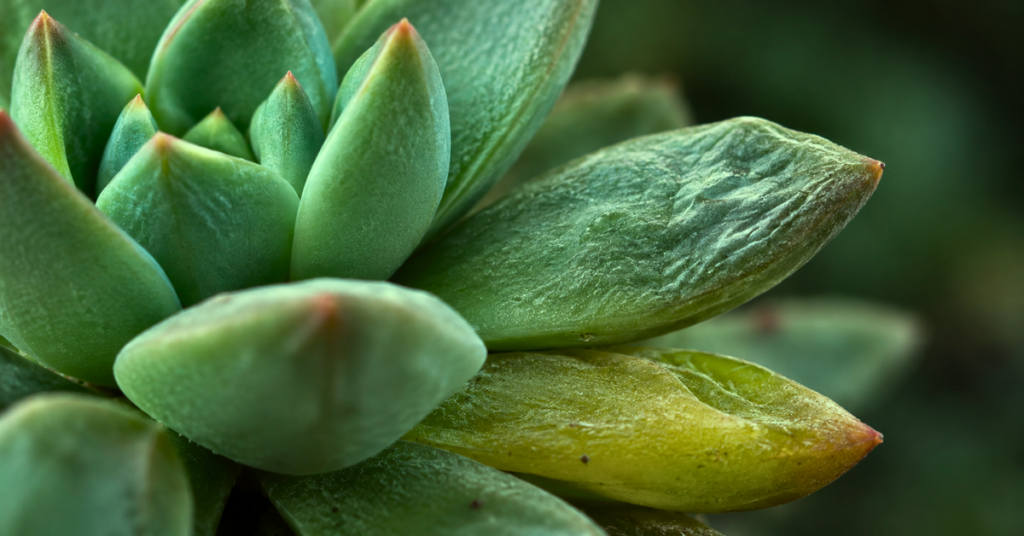 Succulent leaves showing plump, wrinkled and soft stressed tissue