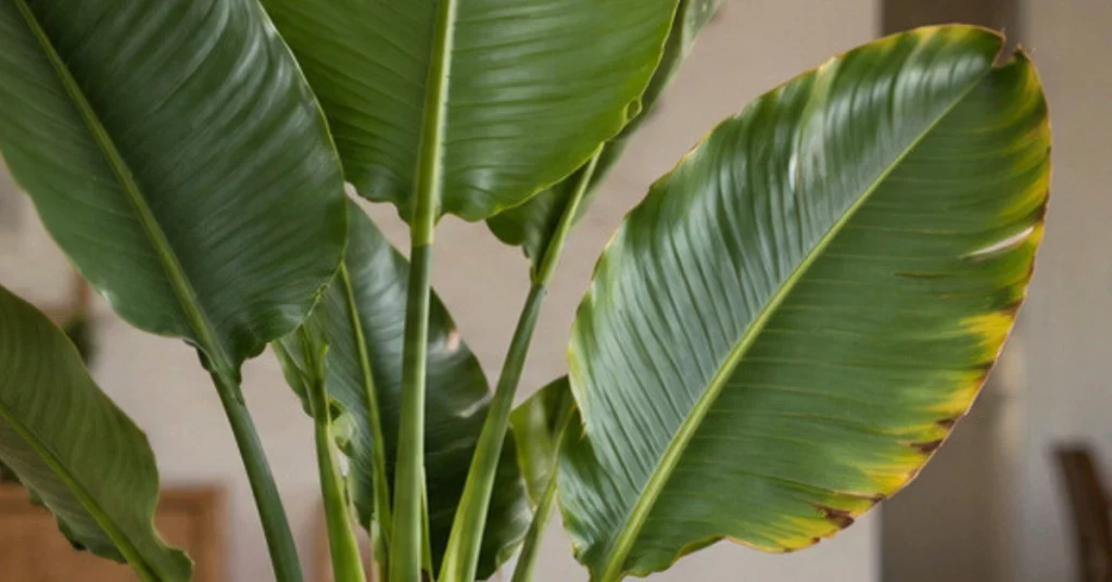 Bird of Paradise dry or crispy edges