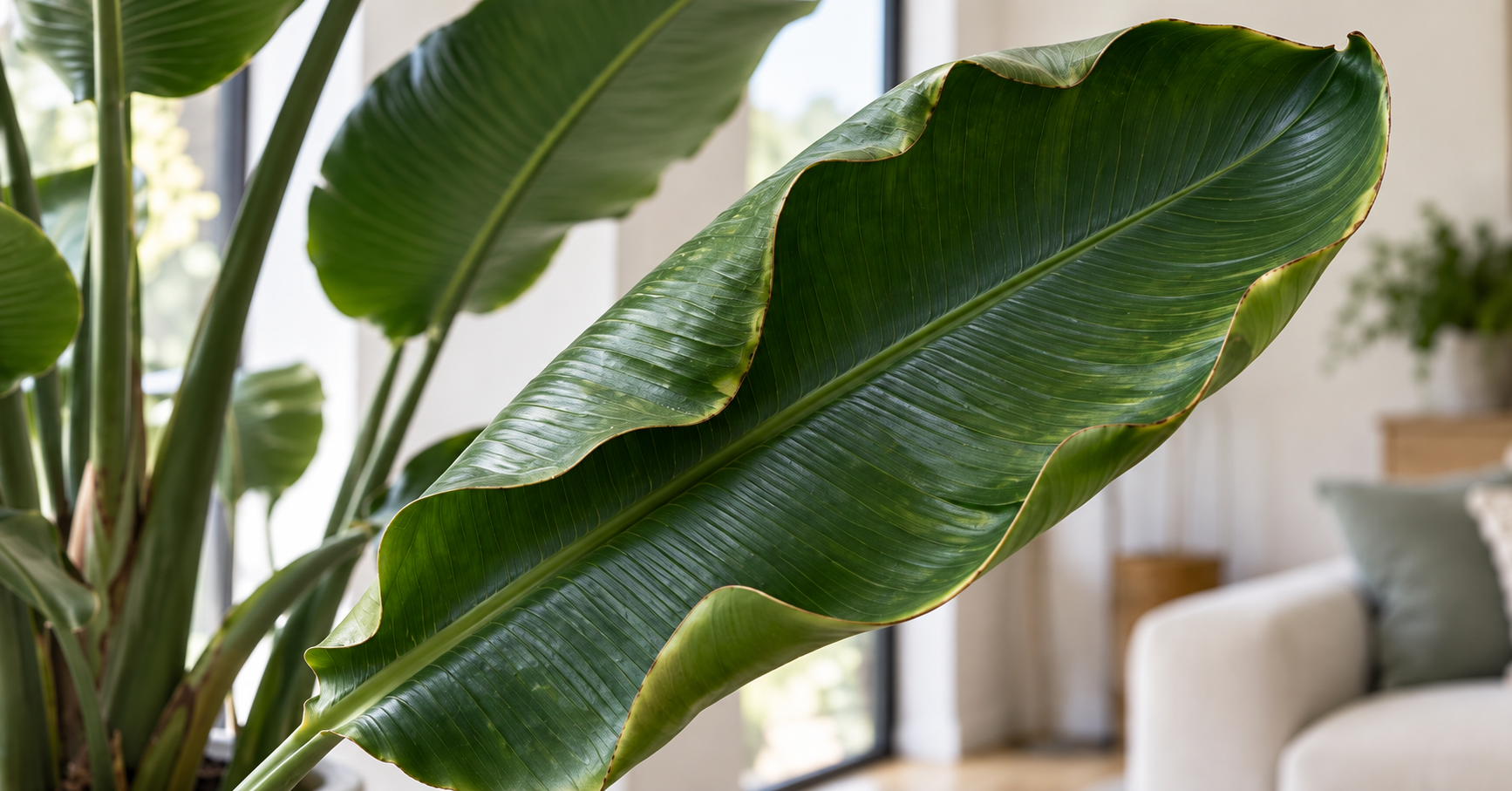Bird of Paradise Leaves Curling? What the Leaf Is Telling You
