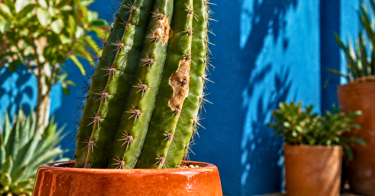 brown spots on cactus