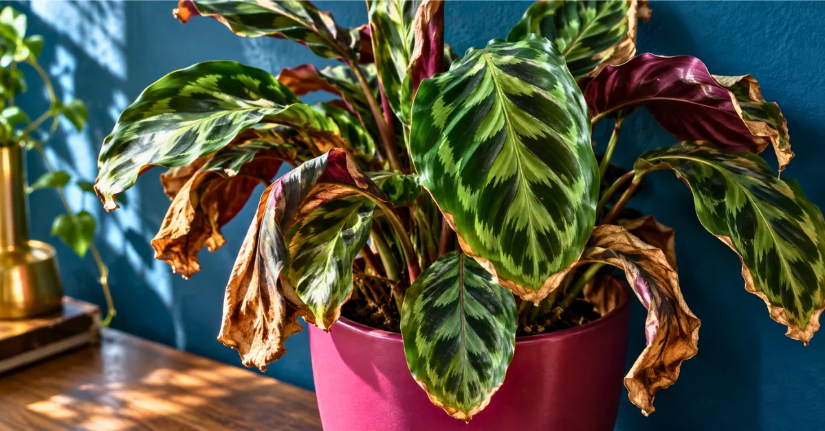 Calathea Dying? What to Check Before You Give Up on It