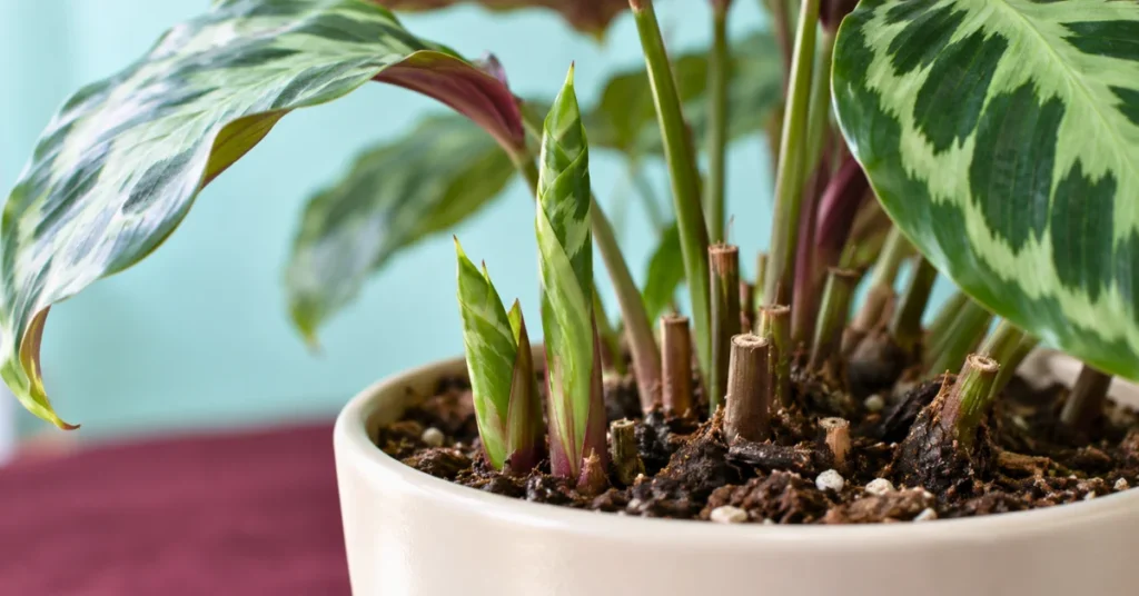 New Calathea shoots growing back after severe leaf loss