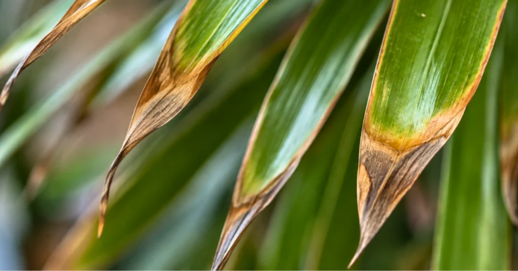 Close-up of dracaena leaves with dry brown tips and green healthy foliage